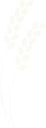sp-rice